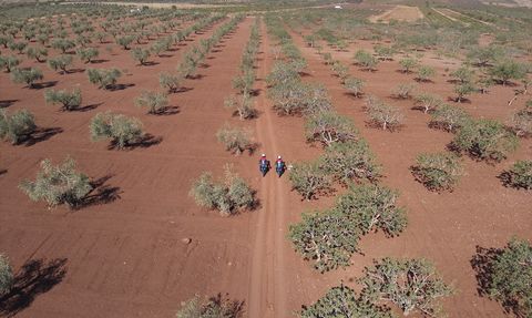 Kilis'te Jandarma Antep Fıstığı Hırsızlıklarına Karşı Denetim Yürütüyor
