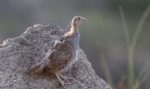 Kırklareli'nde 600 Keklik Doğaya Salındı