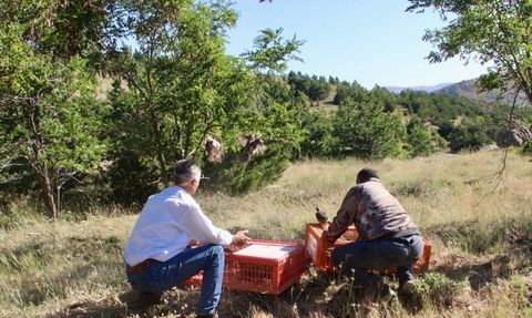 Kırşehir'de 600 Kınalı Keklik Doğaya Salındı