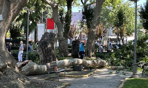 Kocaeli'de Çınar Ağacından Düşen Dal 1 Can Aldı