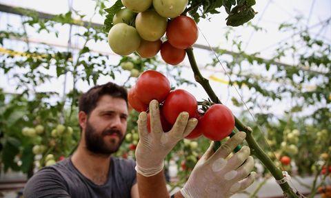Kocaeli'deki Sera Projesi ile Yağmur Suyuyla Tarım