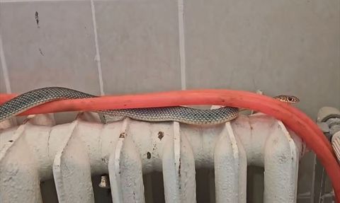 Kütahya'da Restoran Tuvaletinde Bulunan Yılan Doğaya Salındı