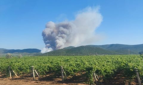 Manisa Saruhanlı'da Orman Yangınına Hızlı Müdahale