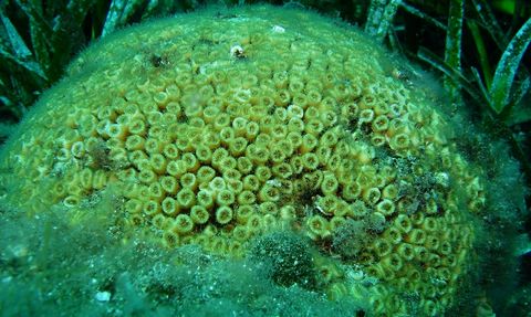 Marmara ve Kuzey Ege'deki Mercanlar İçin Koruma Projesi