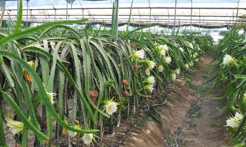 Mersin'de Ejder Meyvesi Hasadı Başladı
