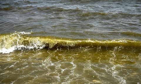 Mersin Sahilinde Ölü Balık İncelemesi Başlatıldı