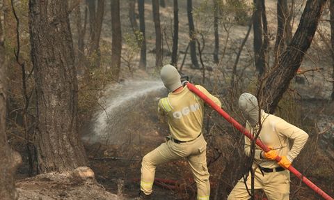 Sakarya'da Orman Yangını: Şadiye ve Ramazan Kaya'nın Tanıklığı