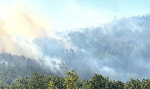Sakarya'da Orman Yangınına Hızla Müdahale Başlatıldı