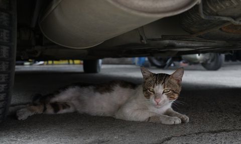 Sanayi Sitesinin Maskotu: Psikopat Kedi