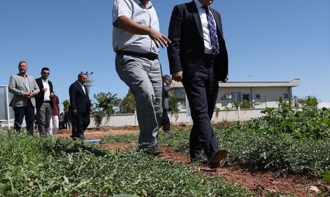 Şanlıurfa'da Ata Tohumları Yeniden Hayat Buluyor