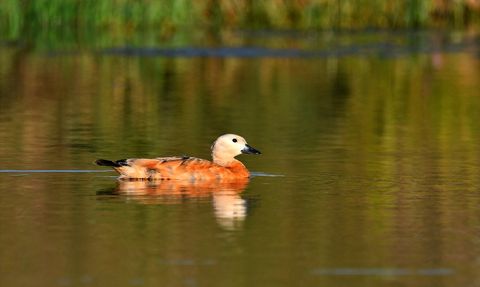 Sarıkamış'ın Sulak Alanları Yaban Kuşlarına Hayat Veriyor