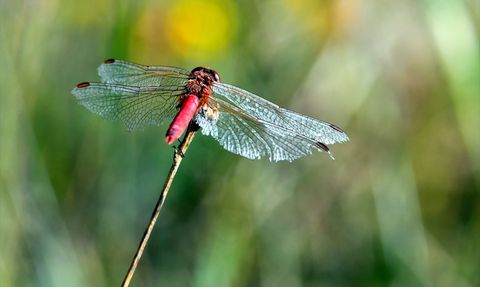 Sarıkamış'taki Renkli Yusufçuklar Tarım Dostu Ortam Yaratıyor