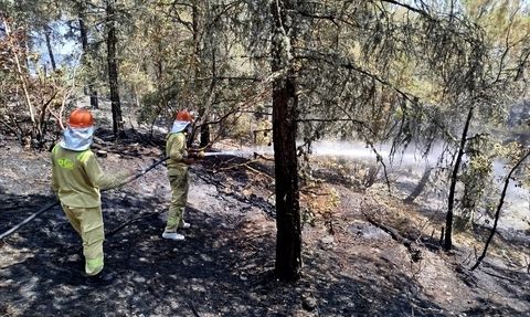 Sinop'ta Orman Yangını: 8 Dönüm Alan Zarar Gördü