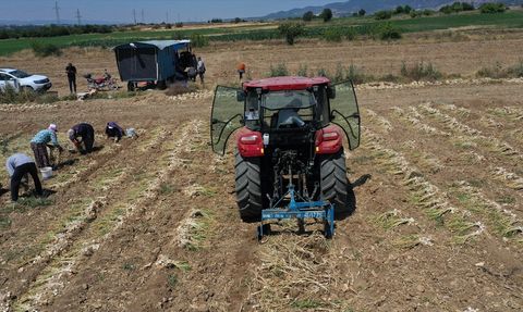 Taşköprü Sarımsağının Hasat Dönemi
