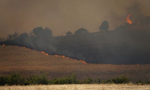 Tekirdağ'da Anız Yangını Ormana Sıçradı