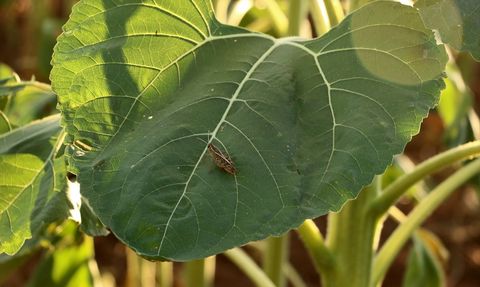 Tekirdağ'da Çiftçilerin Çekirge Mücadelesi