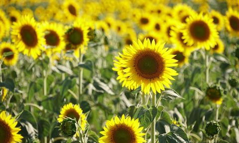Tekirdağ'da Renkli Tarlaların Turizme Katkısı