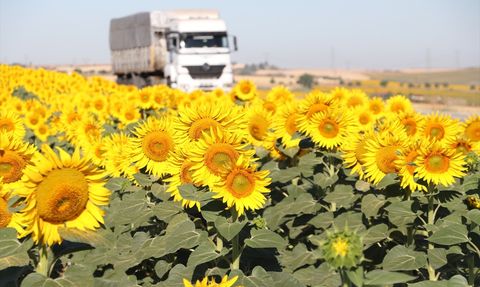 Tekirdağ'ın Renkli Gündöndü Tarlaları