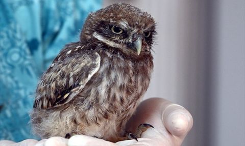 Yalova'da Baykuş Yavrusu Tedavi Ediliyor