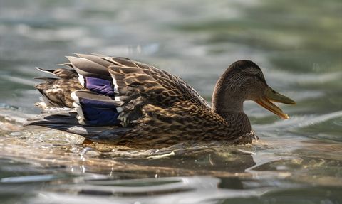 Yaralı Ördek Yavrusuna Yeni Yuva: Kuğulu Park