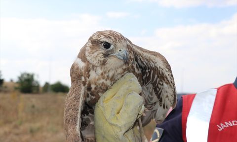 Yozgat'ta Bitkin Bulunan Ulu Doğan Koruma Altında