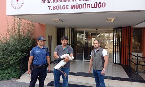 Adana'da Yaralı Leylek Tedavi Ediliyor