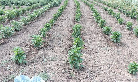 Ağrı'da Sebze Hasadı Coşkusu