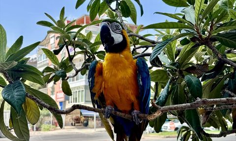 Antalya'da Çalınan Papağan 'Cabbar' Bulundu