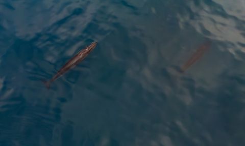 Arktik'te Nadir Sei Balinaları Gözlemlendi