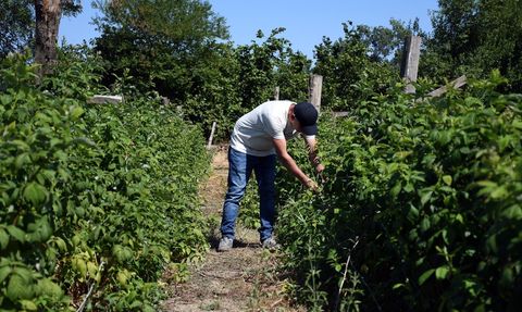 Atıl Araziden Meyve Bahçesi: Onur Kurnaz'ın Başarı Hikayesi