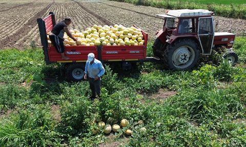 Bafra Ovası'nda Süheyla Kavunu Hasadı Devam Ediyor