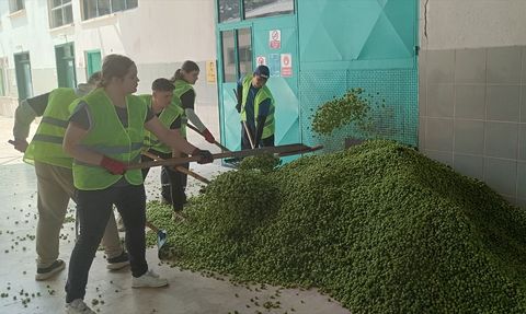 Bilecik'te Şerbetçi Otu Hasadı Başladı