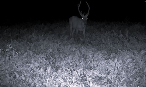 Bilecik'te Yaban Hayatı Fotokapanla Belgelendi