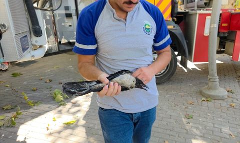 Bursa İnegöl'de İtfaiye Kargayı Kurtardı