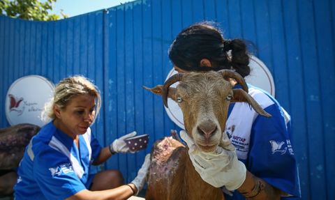 Çanakkale ve İzmir Yangınlarından Kurtarılan Hayvanlar Bursa'da Tedavi Ediliyor