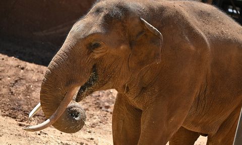 Dünya Fil Günü'nde Gabi'ye Özel Menü