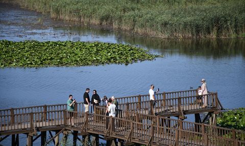 Efteni Gölü Kuş Cenneti'nde Doğa Tutkunları Buluştu
