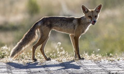 Erciş'te Polis Lokalinde Tilki Misafiri