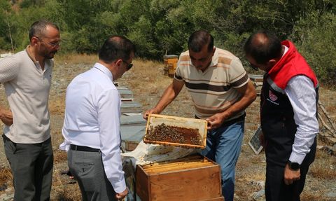 Erzincan Geven Balı Hasadı Başladı
