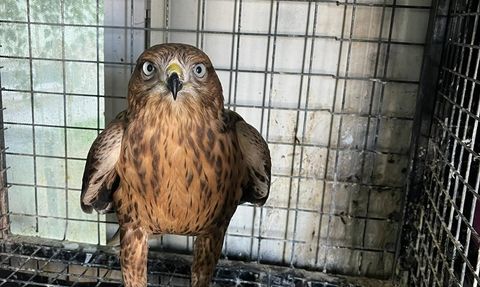 Erzurum'da Yırtıcı Kuşun Doğaya Kazandırılması