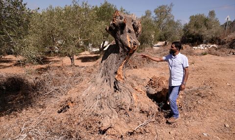 Filistinli Aid Gafri'nin Toprağını Savunma Mücadelesi