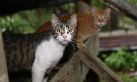 Giresun'da Engelli Kedilere Destek Olan Temel Sezer