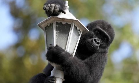 Goril Yavrusu Zeytin, Nijerya'ya Dönmek Üzere Hazırlanıyor