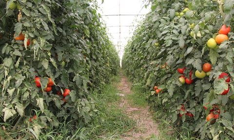 Isparta'da Domates Hasadı Başladı
