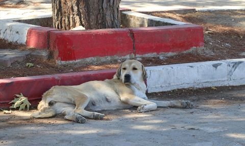 İzmir'de Sahipsiz Köpeklerden Kaçan Kadın Otomobilin Çarpması Sonucu Hayatını Kaybetti