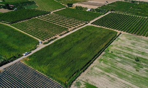 İzmir'de Sorgum Sudan Otuna Yöneliş: Kuraklık Besicileri Etkiliyor