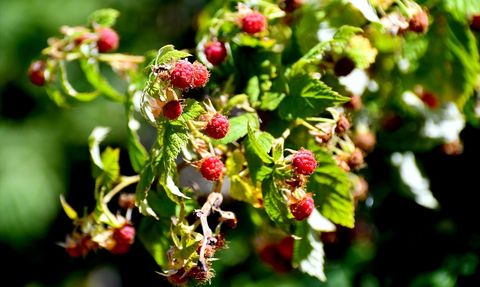 Kars'ta Doğal Böğürtlen Hasadı Başladı