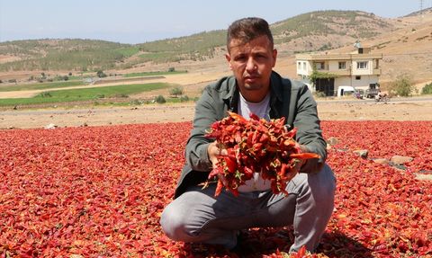 Kilis'te Kırmızı Biber Hasadı Başladı