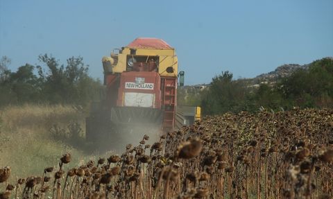 Kırklareli'de Ayçiçeği Hasadı Devam Ediyor