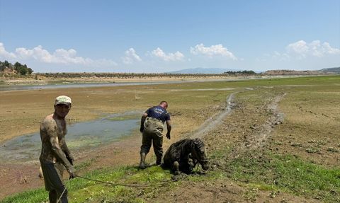 Manisa'da Katırlarını Kurtarmaya Çalışan Kişi Bataklıktan Kurtarıldı